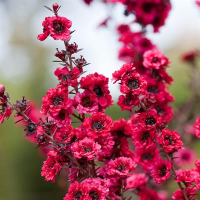 Leptospermum scopari